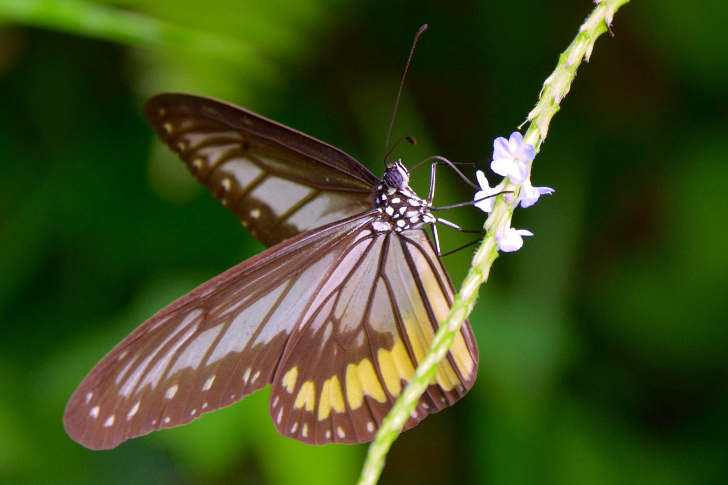 صورة Ideopsis vitrea Blanchard 1853