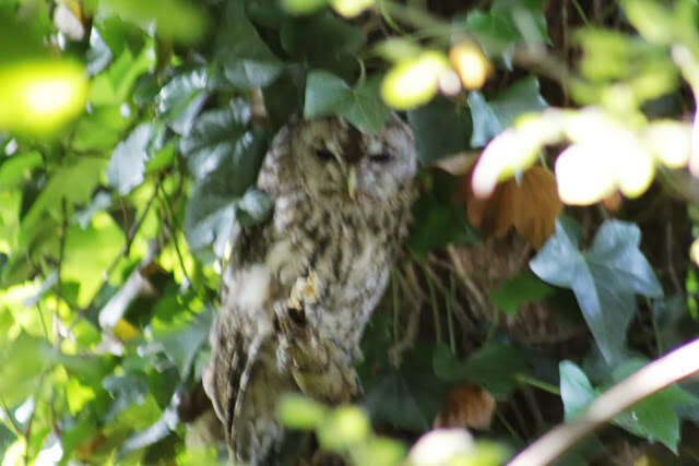 Image of Tawny Owl