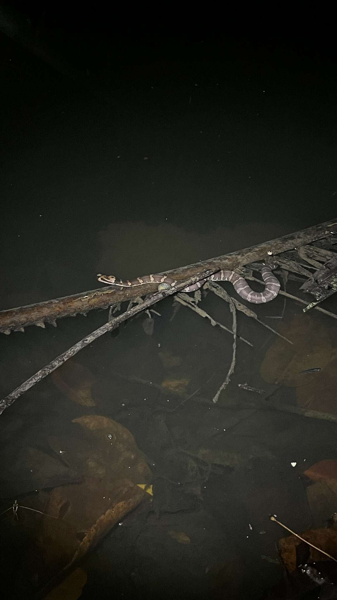 Image of Masked Water Snake