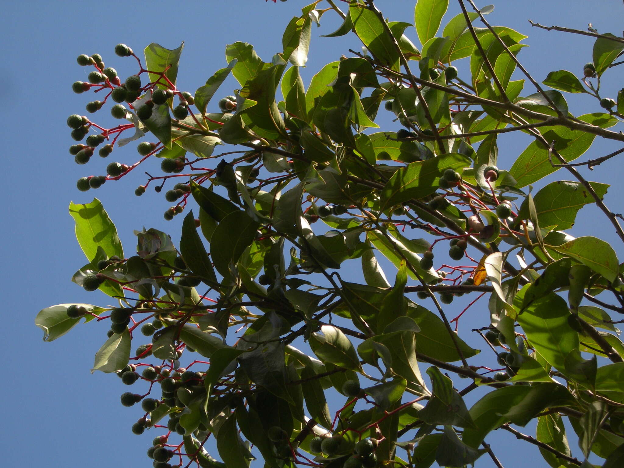 Imagem de Damburneya salicifolia (Kunth) Trofimov & Rohwer