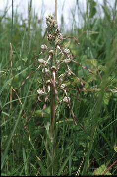 Image of Lizard orchid