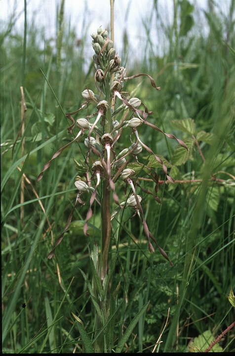 Himantoglossum hircinum (L.) Spreng. resmi