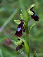 Слика од Ophrys insectifera L.