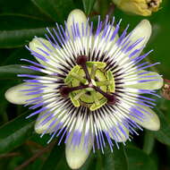 Image of Blue Passion Flower