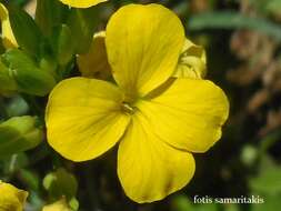 Image of Erysimum candicum subsp. candicum