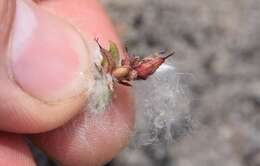 Image of sprouting leaf willow