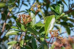 صورة Viburnum odoratissimum Ker-Gawl.