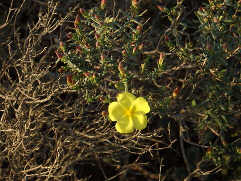 Image of Yellow Rock Rose