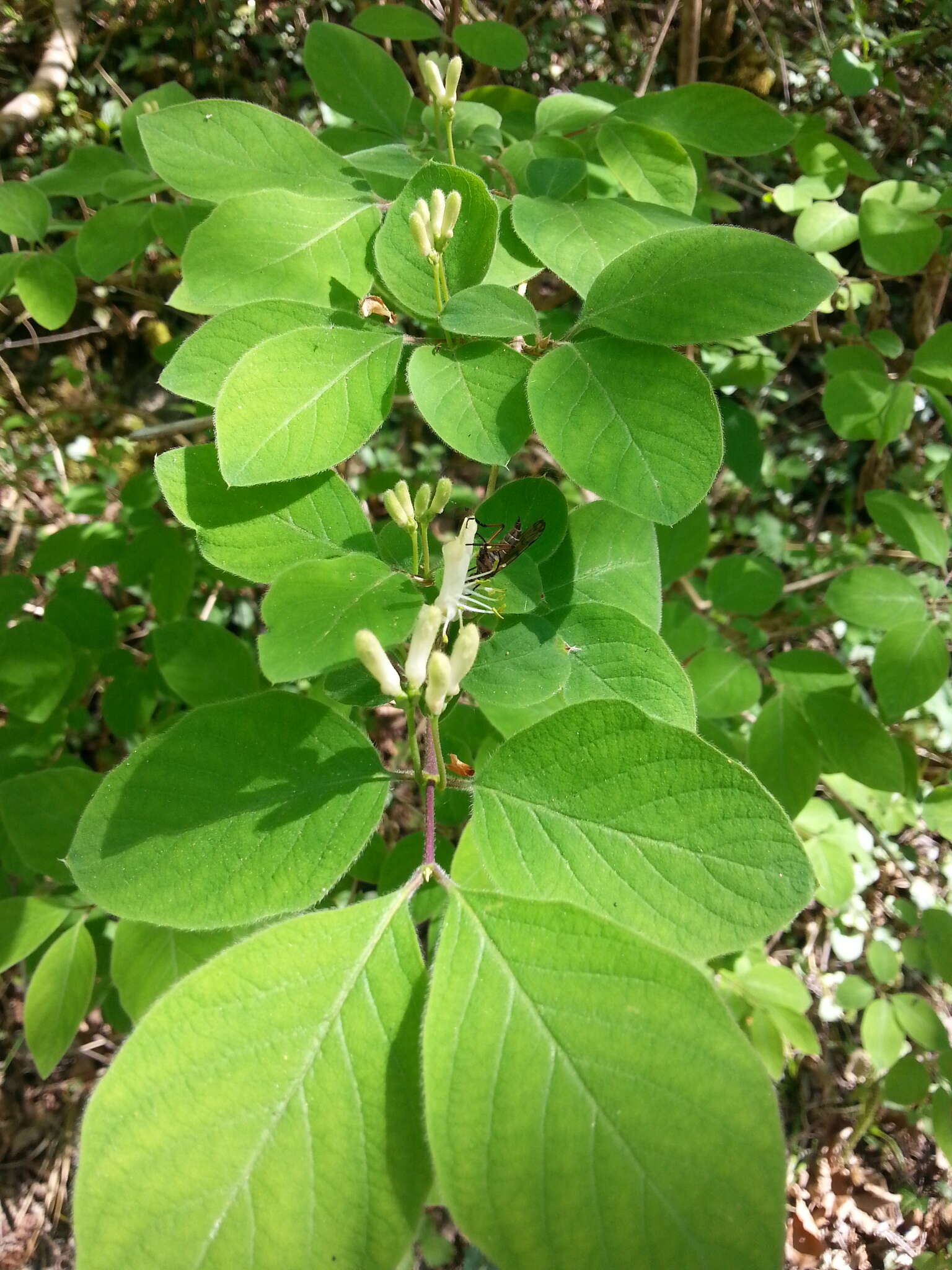 Image of dwarf honeysuckle