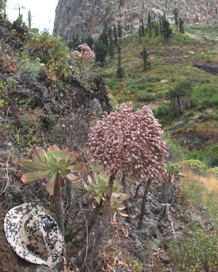 Image of Aeonium appendiculatum A. Banares Baudet