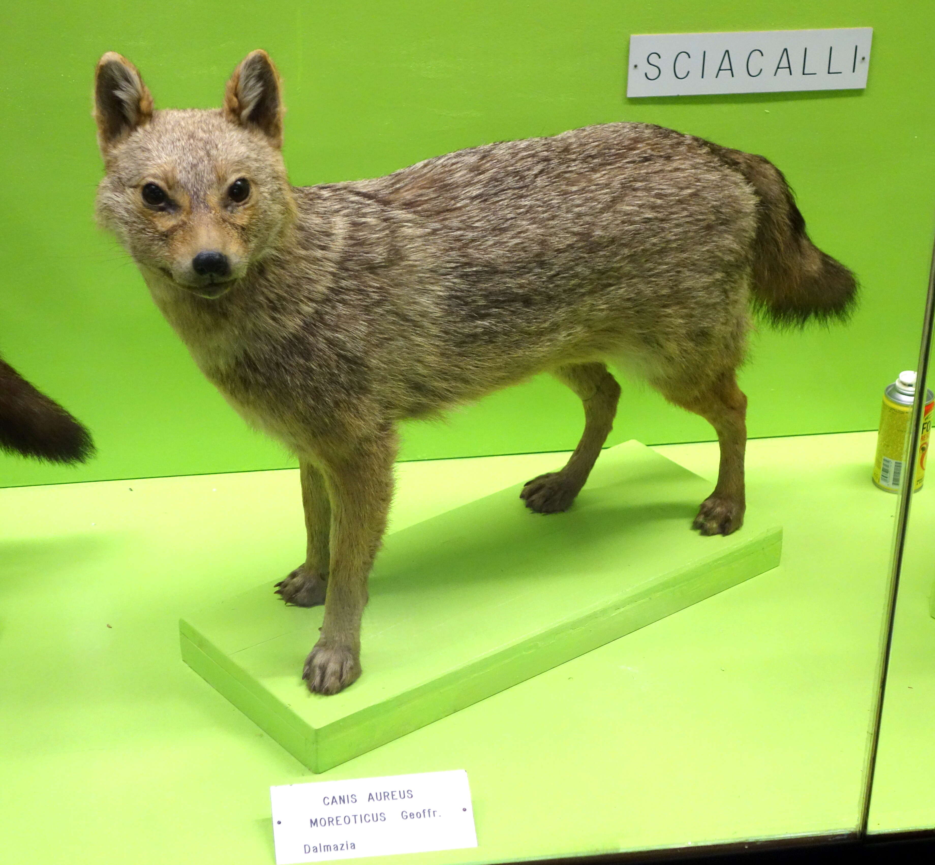 Image of European jackal