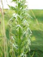 Image of Green fringed orchid