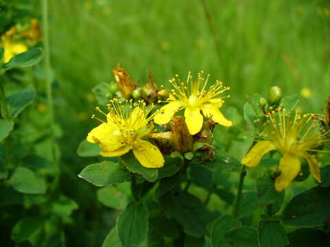 Image of spotted St. Johnswort