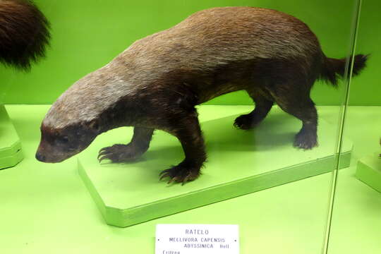 Image of ratel