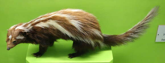 Image of Striped Polecats