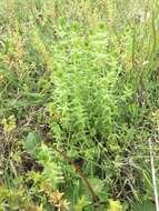 Image of piedmont bedstraw