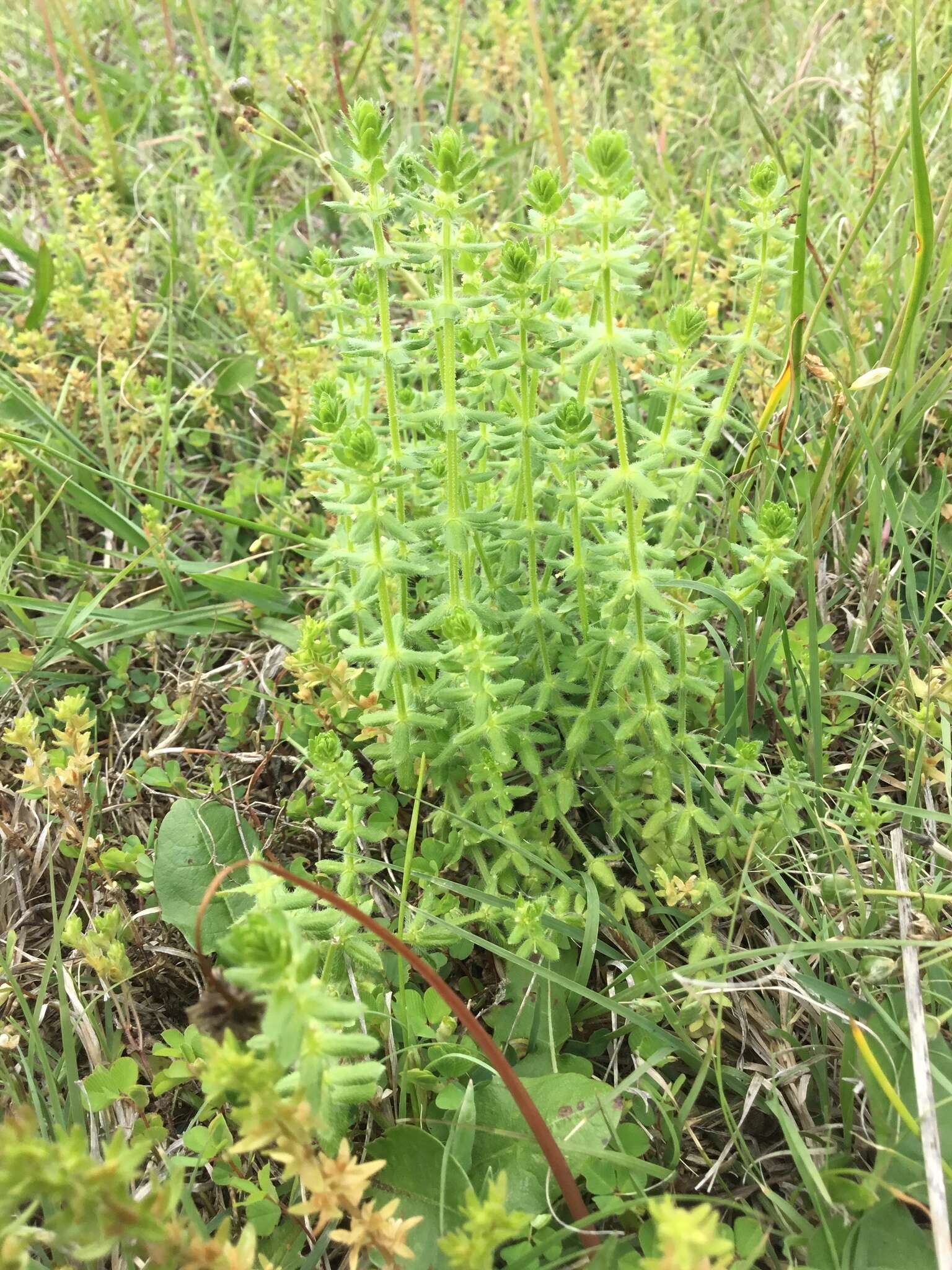 Image of piedmont bedstraw