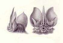 Image of Lonchorhininae Gray 1866