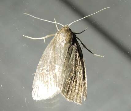 Image of brown-veined wainscot