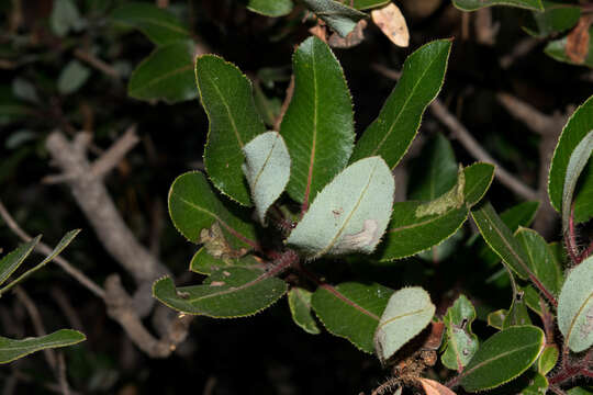 Imagem de Arbutus tessellata P. D. Sørensen