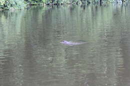 Image of giant otter