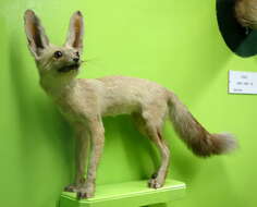 Image of Rüeppell's Fox