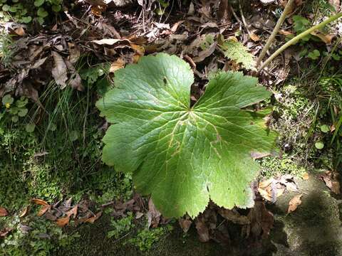 Image of Azores buttercup