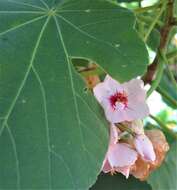 Image de Dombeya pulchra N. E. Br.