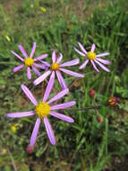 Plancia ëd Senecio arenarius Thunb.