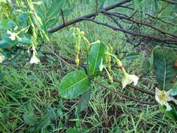 Imagem de Odontadenia hypoglauca (Stadelm.) Müll. Arg.