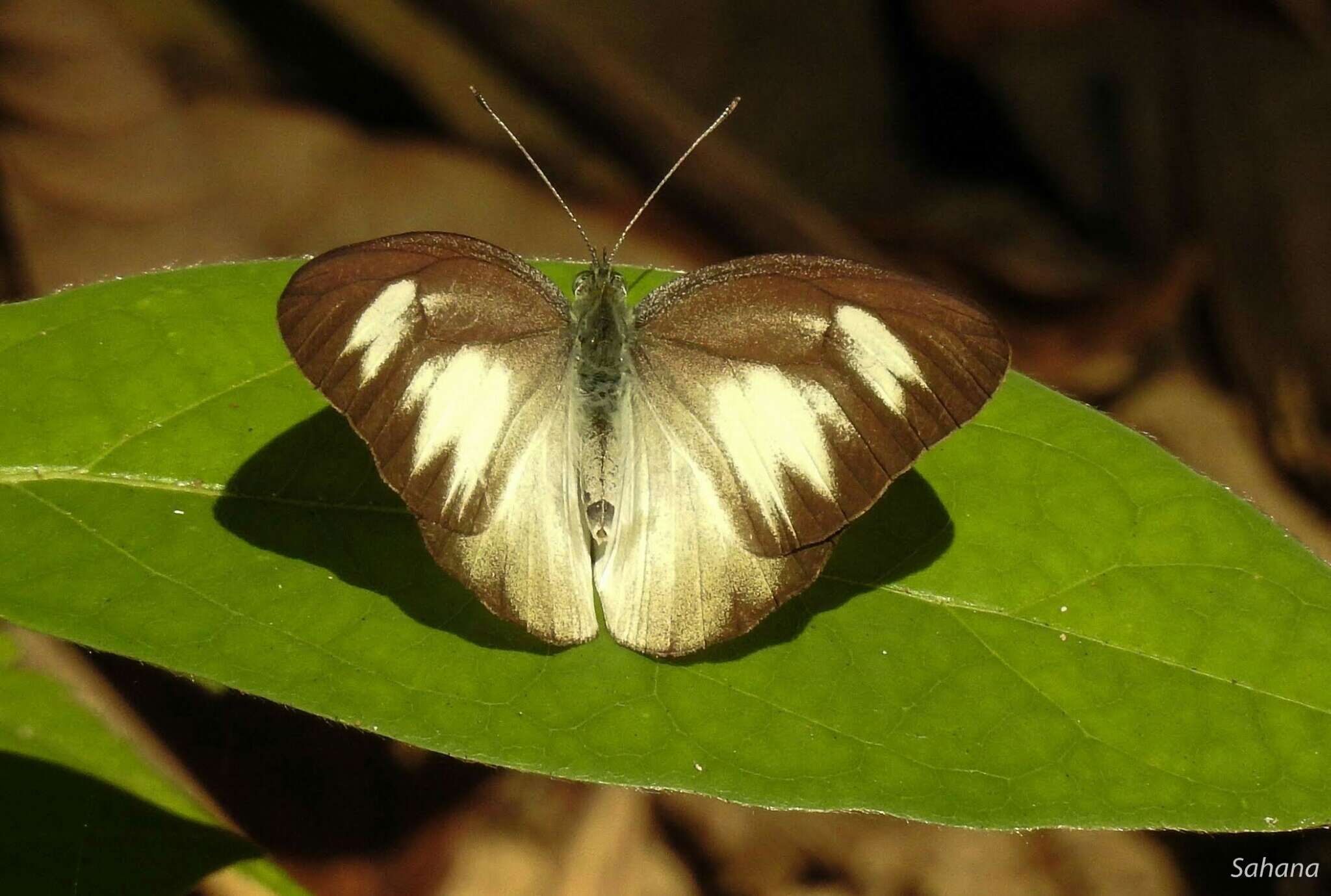 Image of Cepora nadina (Lucas 1852)