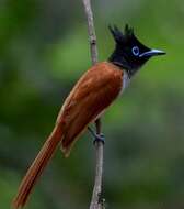 Image of Asian Paradise-Flycatcher