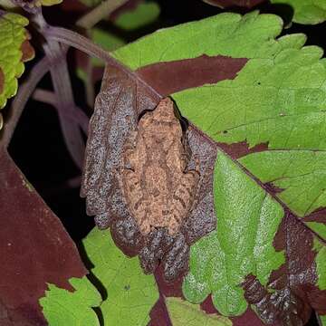 صورة Pseudophilautus wynaadensis (Jerdon 1853)