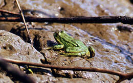 Image of Eurasian Marsh Frog