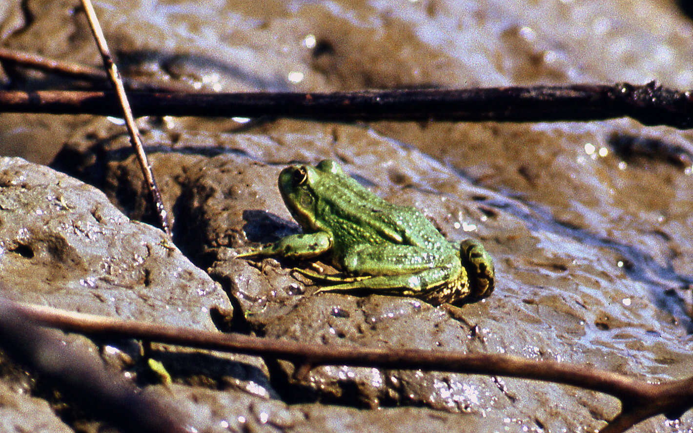 Image of Eurasian Marsh Frog