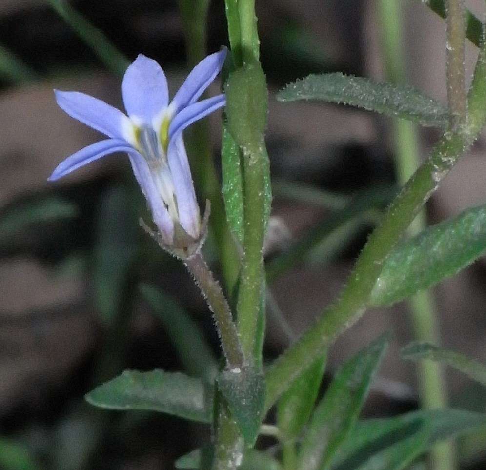 Plancia ëd Lobelia pratioides Benth.