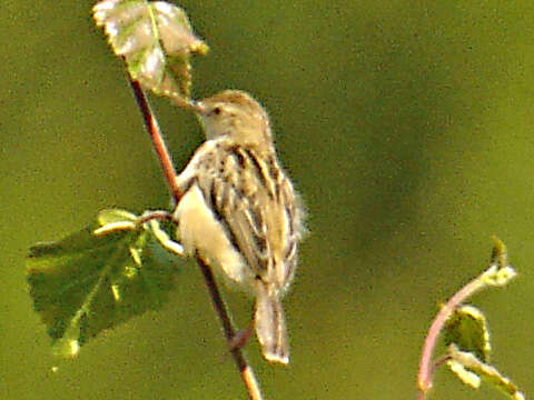 Image of Fan-tailed Cisticola