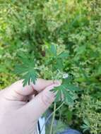 Geranium carolinianum L. resmi