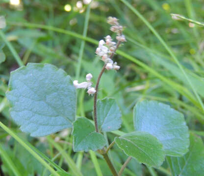 Слика од Plectranthus stylesii T. J. Edwards