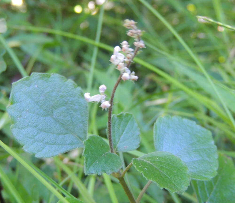 Image of Plectranthus stylesii T. J. Edwards