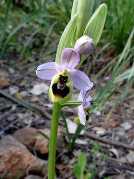 Image of Sawfly orchid