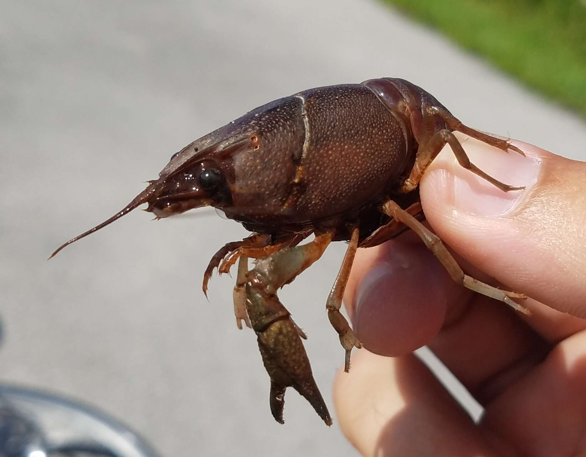 Image of Florida Crayfish