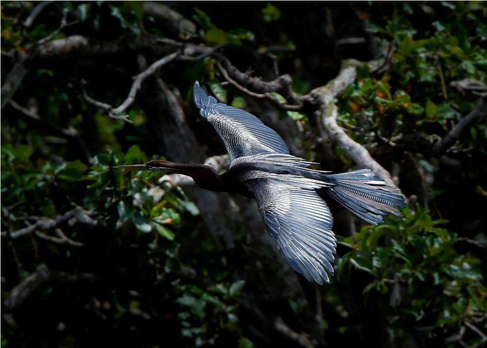 Image of Oriental Darter