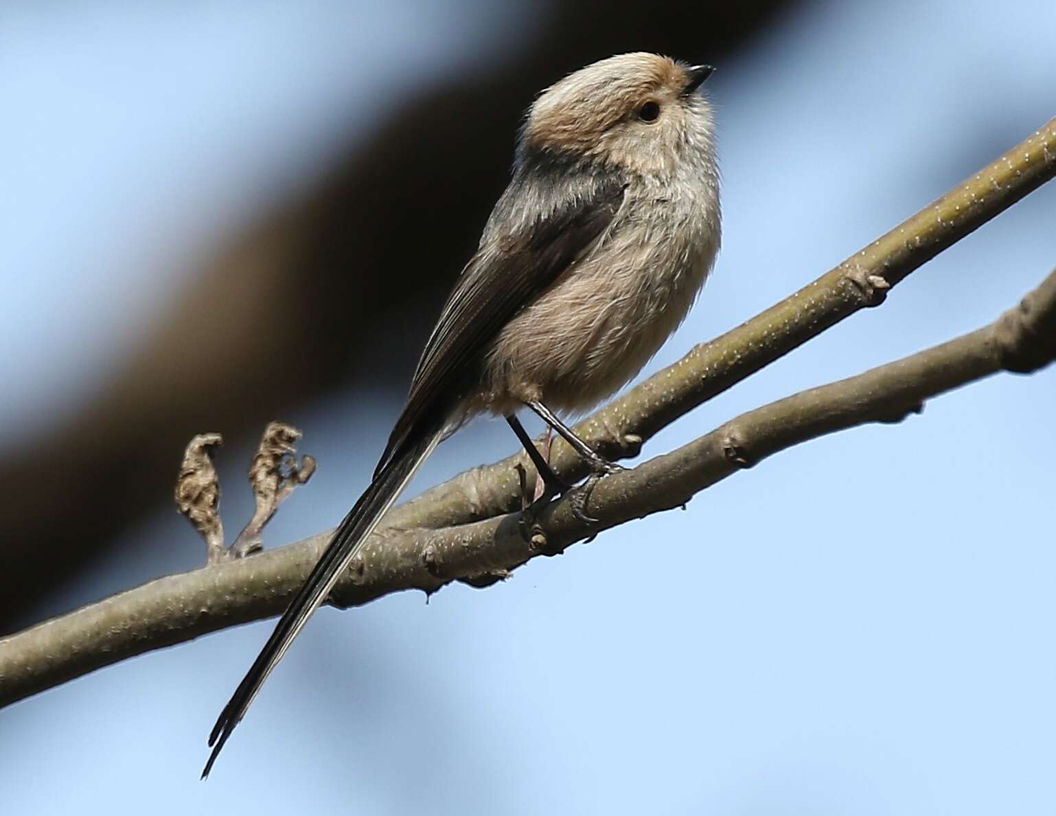 صورة Aegithalos caudatus siculus (Whitaker 1901)