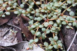 Image of Portulaca bicolor F. Müll.