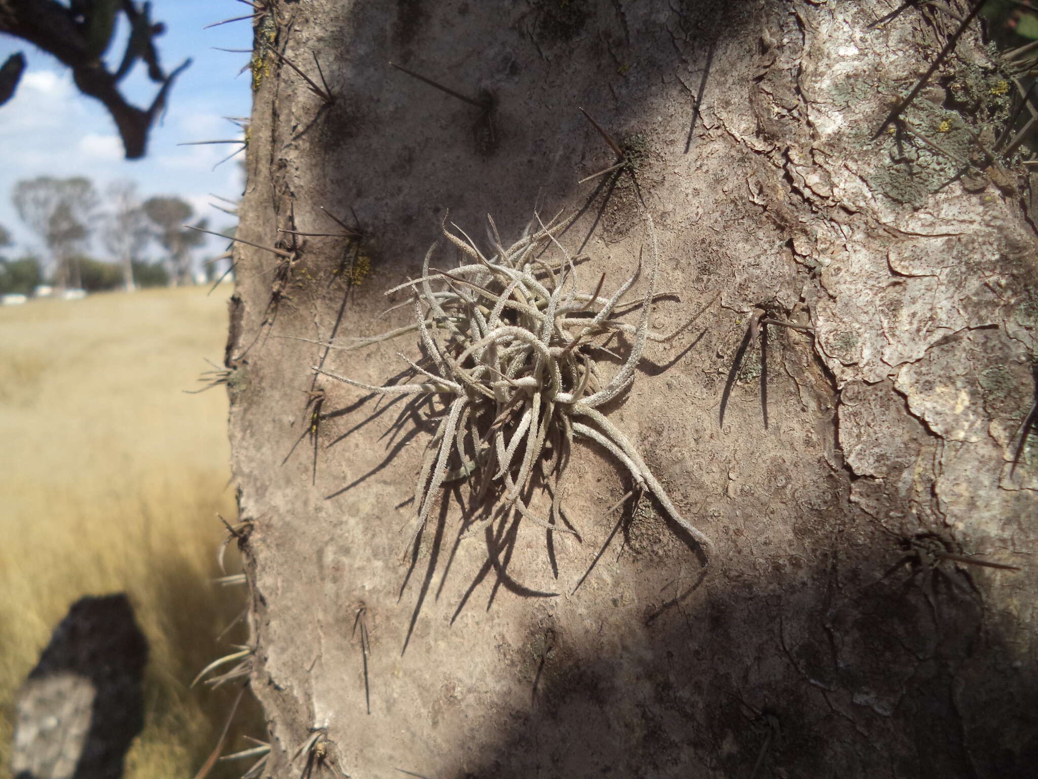 Sivun Tillandsia recurvata (L.) L. kuva