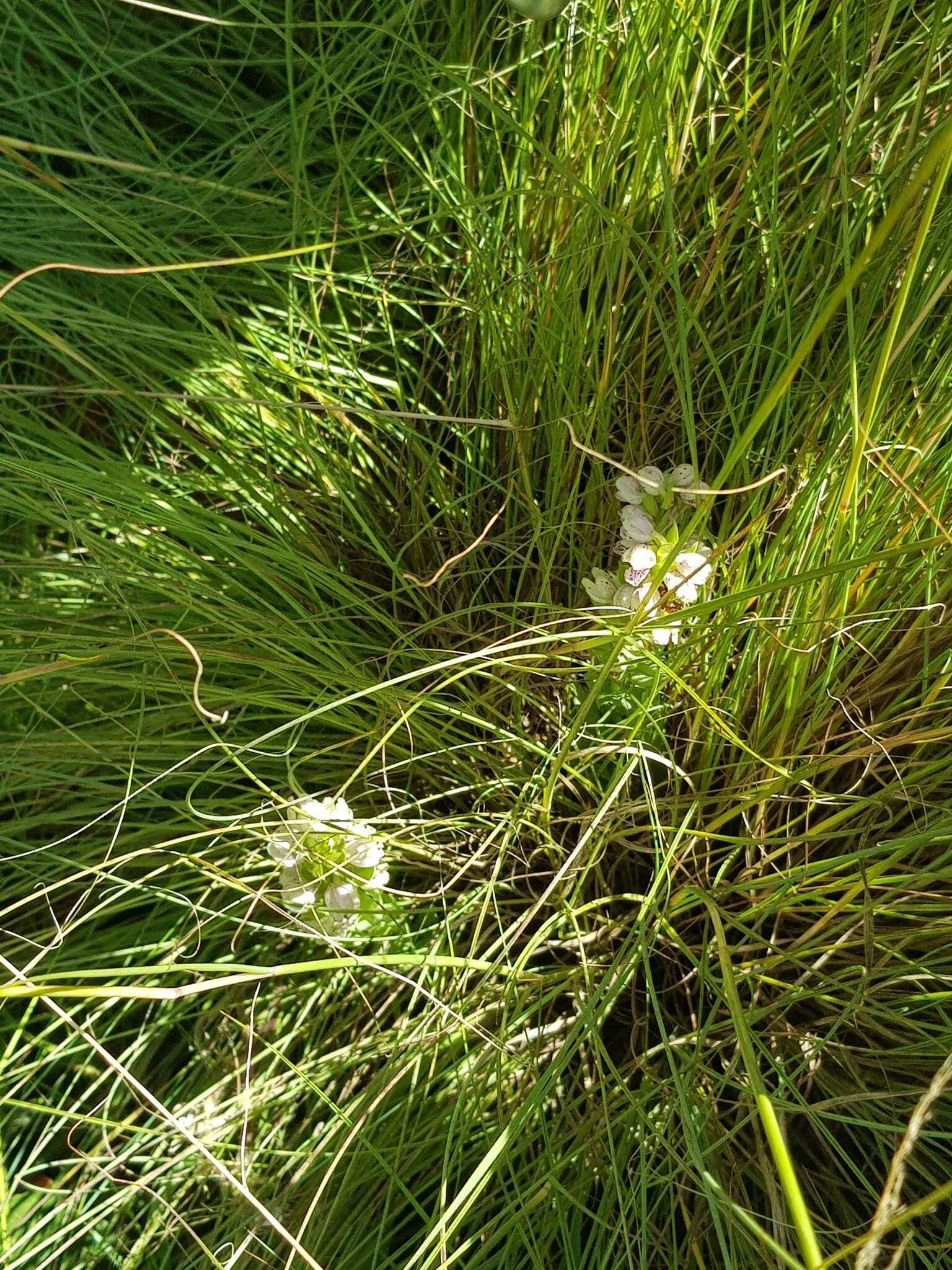 Image de Brachycorythis conica subsp. transvaalensis Summerh.