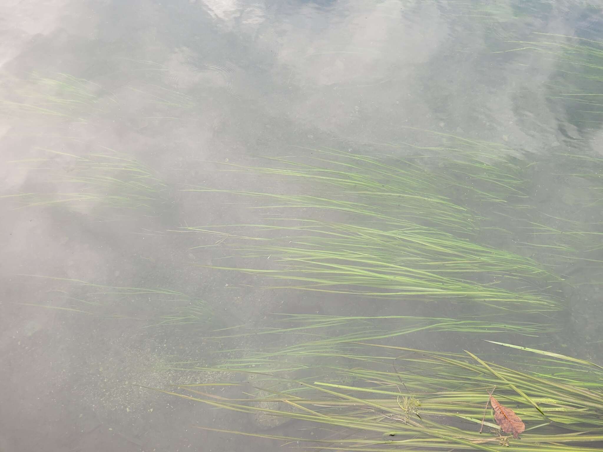 Image of Texas Wild Rice