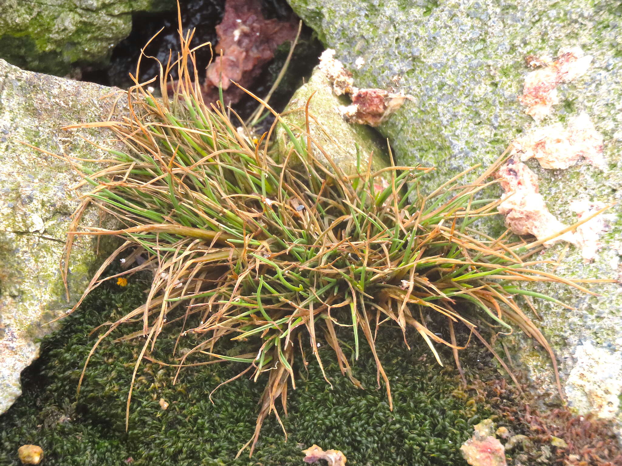 Image of Antarctic hair grass