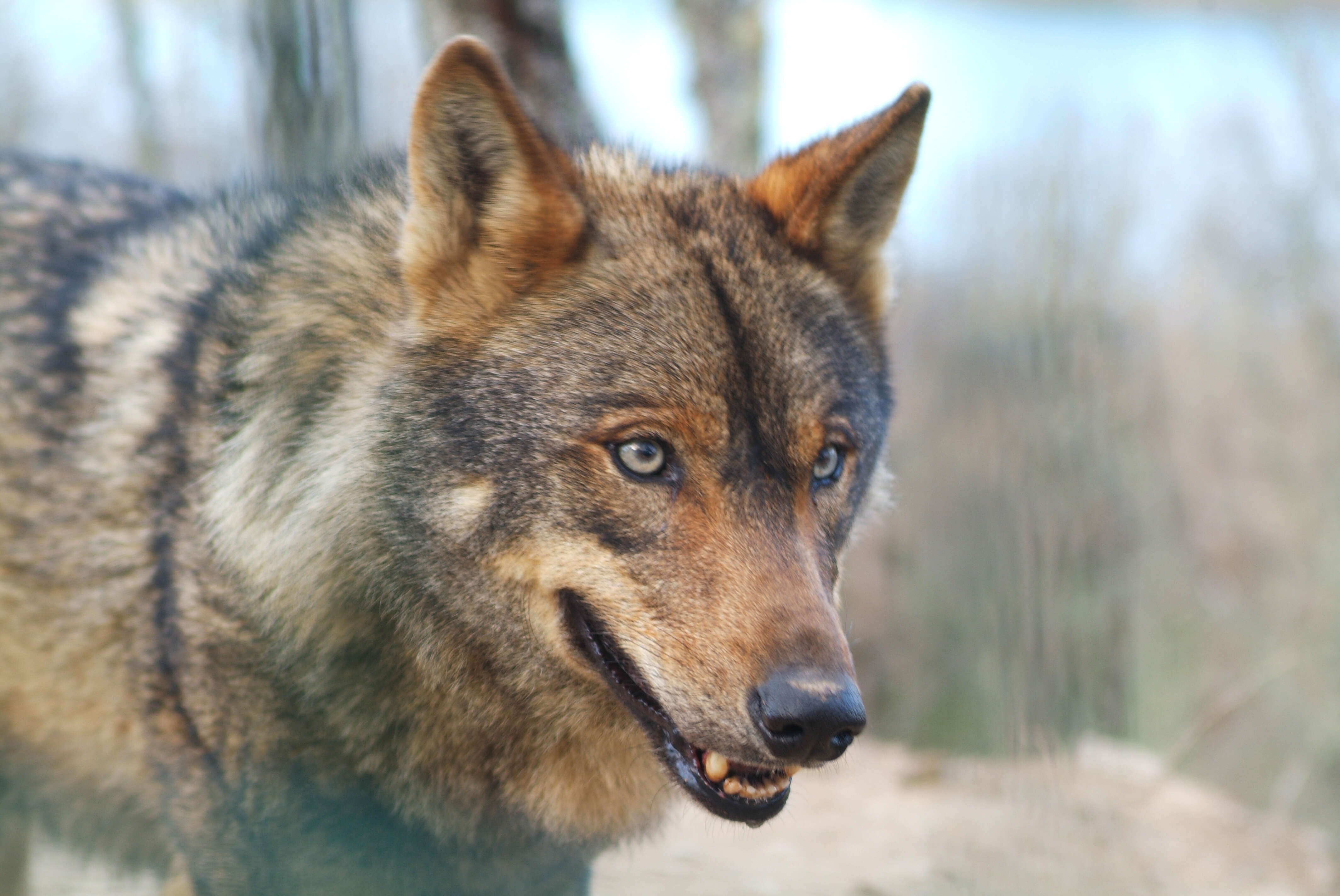 Image of Canis lupus signatus